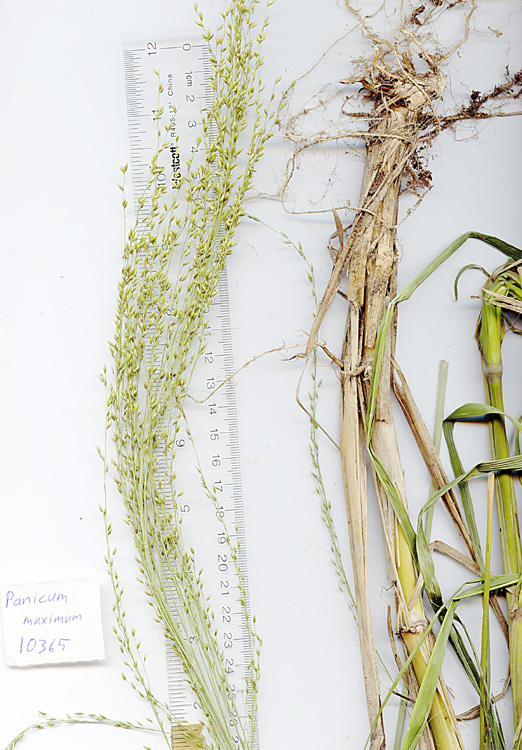 Grass image