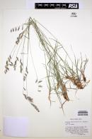 Grass image