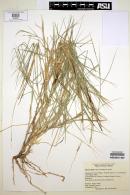 Grass image