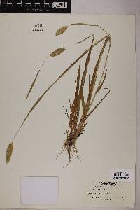 Grass image