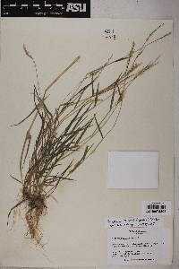 Grass image