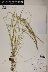 Grass image