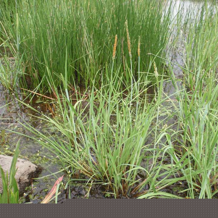 Grass image