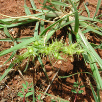 Grass image