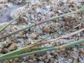 Plant image