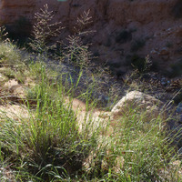 Grass image