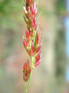 Plant image