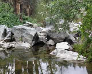 riparian