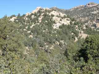 pinyon juniper