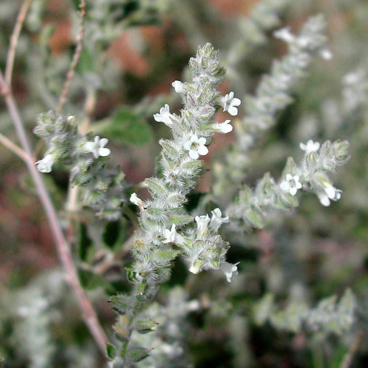 Plant image