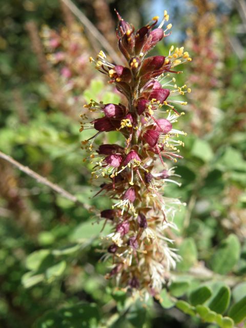 Plant image