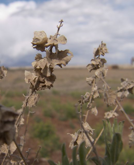 Plant image