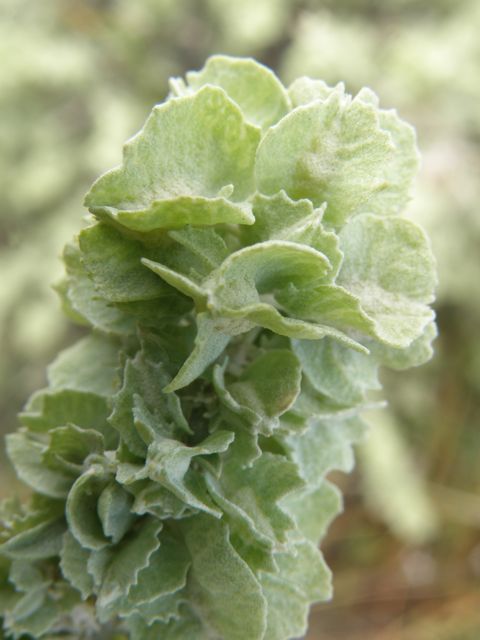 Plant image