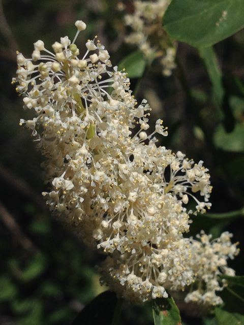 Plant image