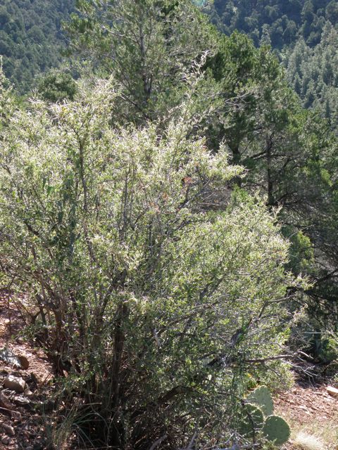 Plant image