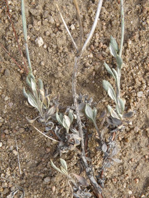 Plant image