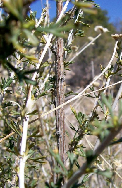 Plant image