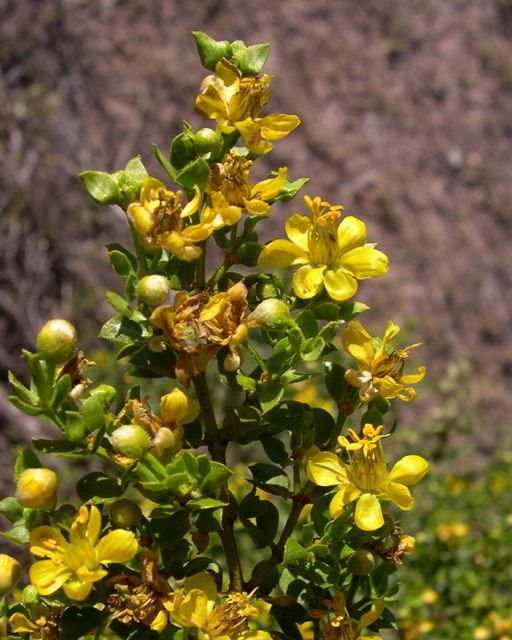 Plant image