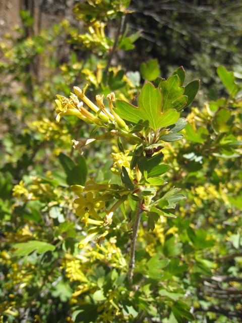 Plant image