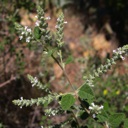 Plant Image