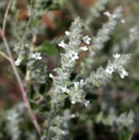 Plant Image