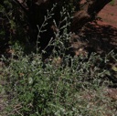Plant image