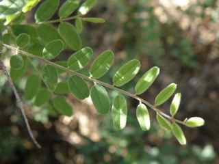 Plant Image