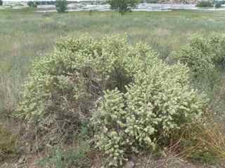 Plant Image