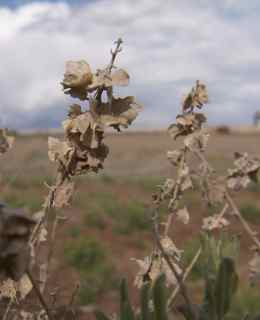 Plant Image