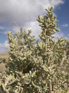 Plant Image