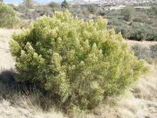 Plant Image