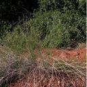 Plant image