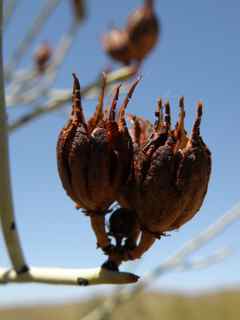 Plant Image