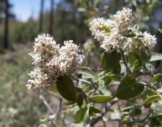Plant Image