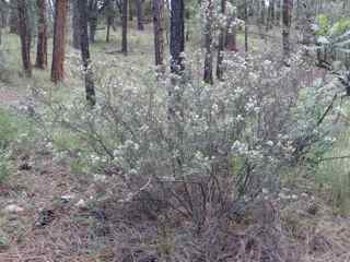 Plant Image