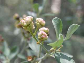 Plant Image