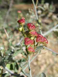 Plant Image