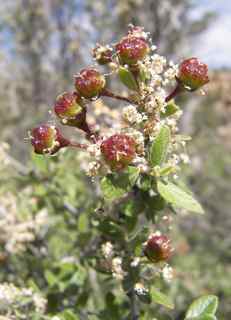 Plant Image