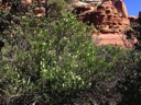 Plant image
