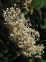 Plant Image