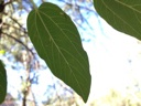 Plant Image