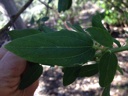 Plant Image