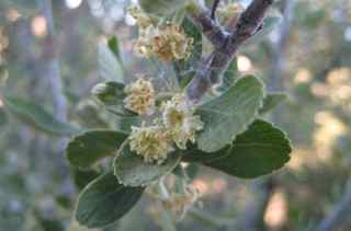Plant Image