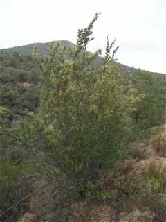 Plant Image
