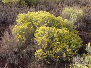 Plant image