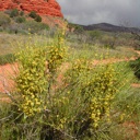 Plant image