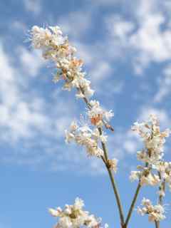 Plant Image