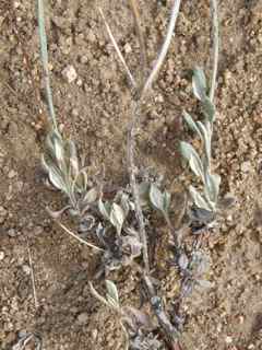 Plant Image