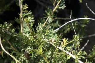 Plant Image