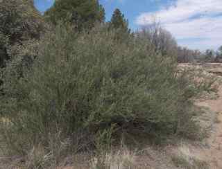 Plant image